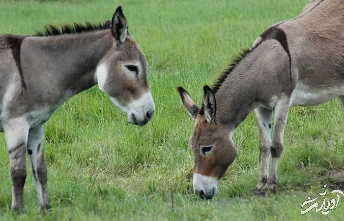عرعر بلند الاغ کار دست مرد عصبانی داد